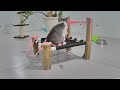 Funniest Cats and Dogs Videos 🤣 New Funny Animals 2024 🐱🐈