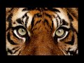Eye of the tiger instrumental