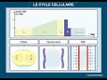 Tout savoir et comprendre sur le cycle cellulaire!