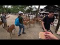 Exploring the Majestic Buddha Todai-ji Temple in Nara | Travel Vlog 🇯🇵