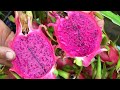 The secret to growing dragon fruit to produce plenty of fruit for the family to eat all year round