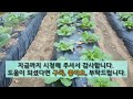 김장배추 1차추비 방법과 생육초기 폭풍 성장 하는 방법입니다. #주말농장  #김장배추 가꾸기 #추비 하는 방법.