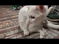 Kitty Rolls in Catnip and Gets High, on Himself!