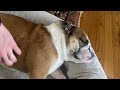 Spa Day Vibes - English Bulldog