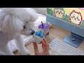 VLOG _My Dog’s Night Routine, How to Care For Tear Stains, Chiikawa Unboxing