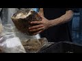Loading Shiitake Mushroom Production Blocks Into Grow Room for Fruiting | Southwest Mushrooms