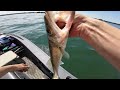 Trolling for Lake Erie Walleye