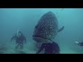 Big Friendly Grouper