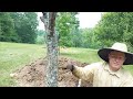 Root Structure of a Fruit Tree Planted the Ellen White Way