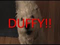 West Highland Terrier, Duffy, Gives Milo A Headache