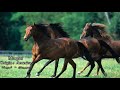 انواع الخيول بالصور - The Most Popular Horse Breeds and Types of Horses