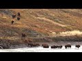 Dangerous American Bison River Crossing: Yellowstone National Park: Animal Videos.