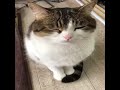 funny cat video