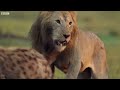 Hyena pack attacks lion | FULL CLIP - Dynasties