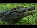 CAYMAN: A Fierce Fight for Survival? 🐊🌿 - Crocodiles - Animal documentary - AMP