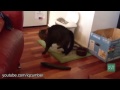 Cats vs Cucumbers (Intense?¿)