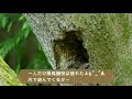 2020年　{日本ミツバチ}　（低い場所に巣を作った）（野性の蜜蜂）Wild bees making a nest