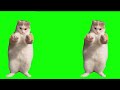 【猫ミーム】最強ランキング【TOP10】cat meme　猫ミーム素材
