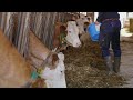 Bird flu case detected at cattle herd in northern Ohio