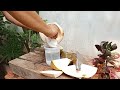 the easy to peel young coconut part 21#cuttingskills #coconutcuttingskills #youngcoconut#coconuttree