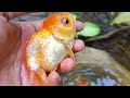 Catch colorful glofish and betta fish, molly fish, koi, small fish, goldfish, ornamental fish #122