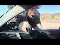 Free range donkeys somewhere in Nevada