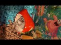 Dwarf Hamster Living in Bikini Bottom #hamsterhouse