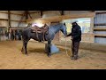 Teaching a young Andalusian to Standstill at the Mounting Block