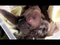 A pair of cute young sloths in a basket