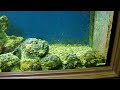 Amazing Fishes - Stonefish Feeding