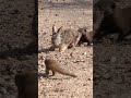 Mongooses tear a baby hare apart! 😢