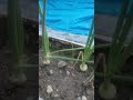 Onion Progress # growth