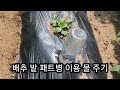 배추 밭 패트병 물 주기 목초액살포