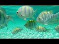 Half Moon Cay (Bahamas) Cruise Port Guide: Snorkeling On Your Own Update