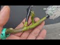 Your Fruit Tree Grafting Will FAIL If You Do Not Do This Immediately | Rootstock Sucker (果树嫁接)