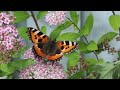 Insects In Slow Motion #2 with OM SYSTEM OM-1