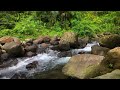 Healing Forest Sounds, Birds Singing, Babbling Stream, Bubbling water Sounds, Nature Sounds.