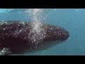 Whale Shark Snorkelling Trip, The St. Regis Maldives Vommuli