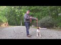 Brittany Spaniel Puppy Training | Winston Salem NC | Beau