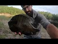 BLUEGILL that are BIGGER THAN the FRYING PAN!!