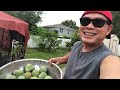 Harvesting Sugar Palm /Atis in our Backyard