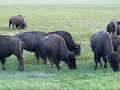 Beefalo at Grand Canyon