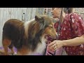 Trimming a Sheltie, best dog ever!