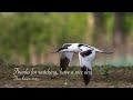 Portrait of the Avocet - a gracious waterbird in 4K