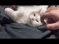 Trouble Cat loves attention