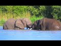 All #wildlife ANIMALS IN #4k #uhd FOR 10 MINUTES