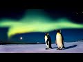 Penguins under full moon and the northern  lights