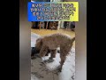 실버푸들 배냇미용 /타이니푸들 성견 / Tiny Poodle Adult Dog and Silver Poodle #cute