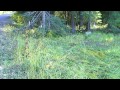 Searching for Bigfoot - 19oct2011