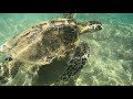 Hawaii Black Rock Snorkeling